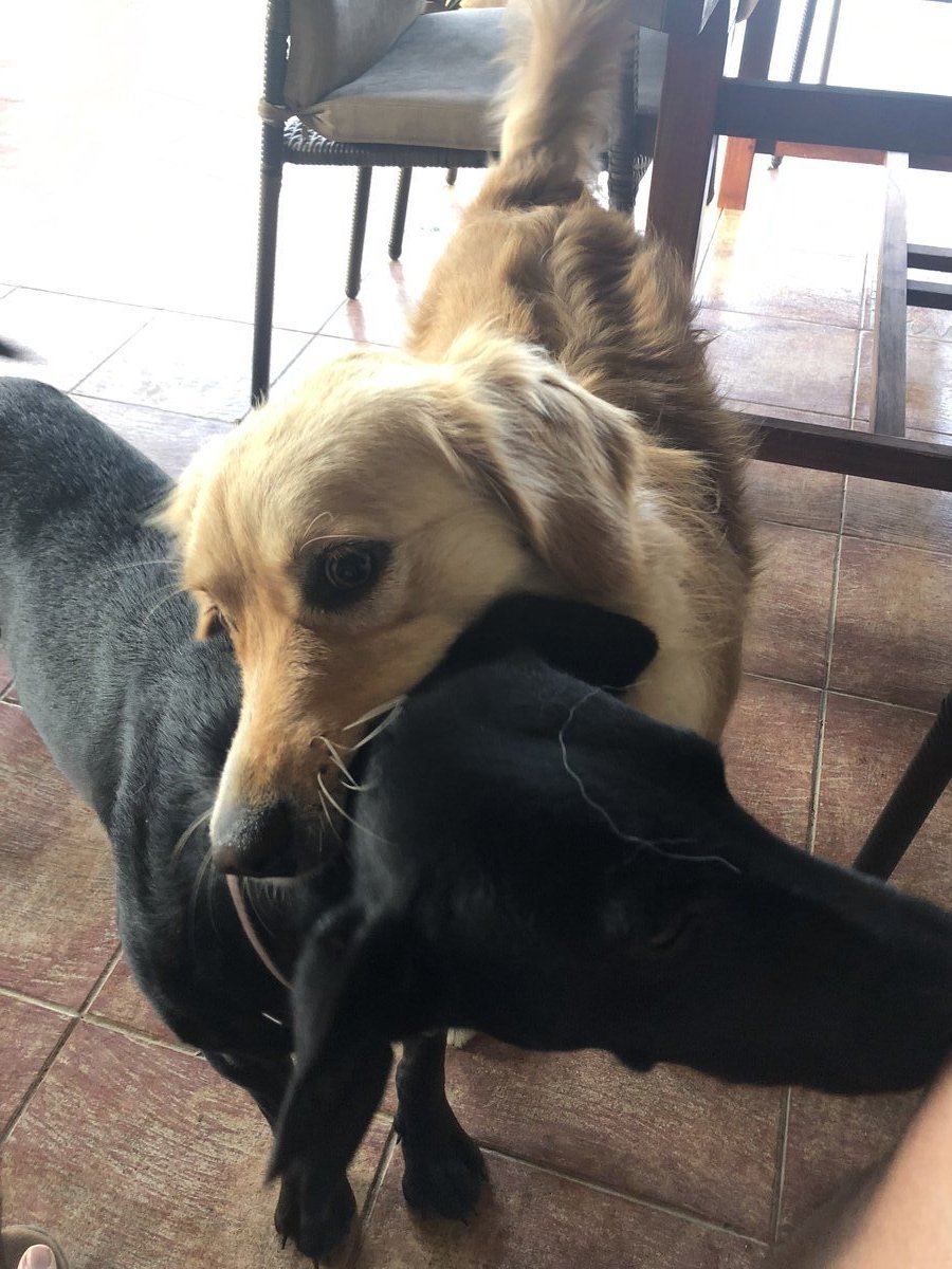 Couples therapy session